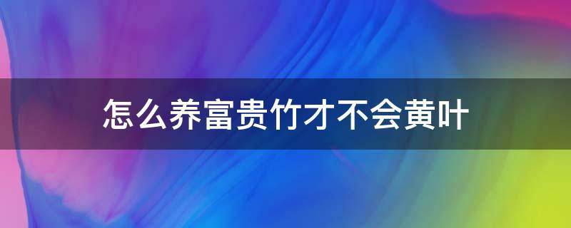 怎么养富贵竹才不会黄叶