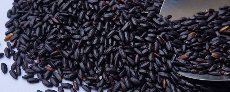 黑米需要提前泡吗-墨子百科 黑米需要提前泡吗