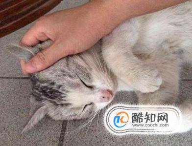 猫咪为什么喜欢被人抚摸