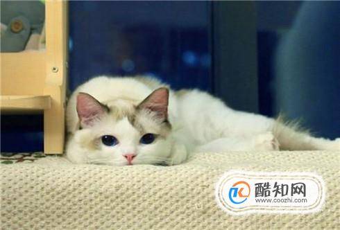 猫吃了螃蟹壳怎么处理