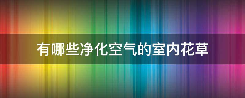 有哪些净化空气的室内花草