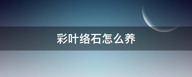 彩叶络石怎么养