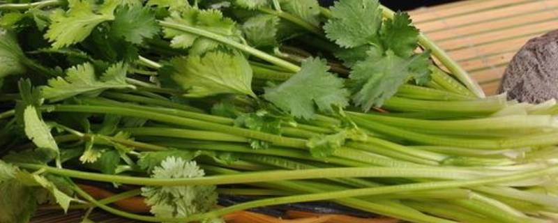 香菜怎么吃-墨子百科 香菜怎么吃