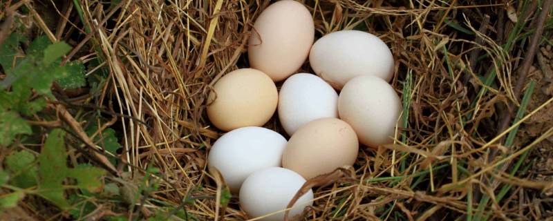 野鸡蛋能不能吃-墨子百科 野鸡蛋能不能吃