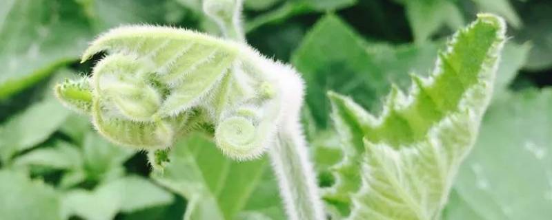 瓜尖怎么炒-墨子百科 瓜尖怎么炒