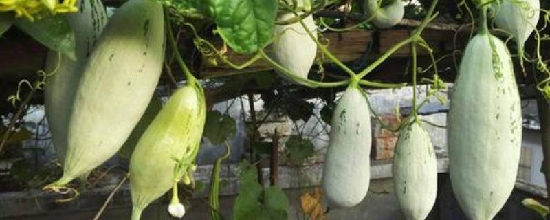 老鼠瓜有毒为什么能吃-墨子百科 老鼠瓜有毒为什么能吃