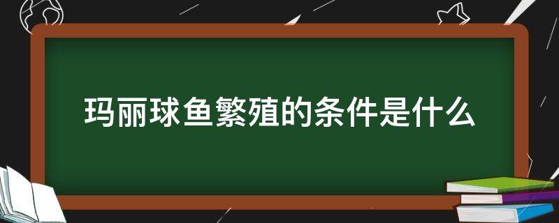 玛丽球鱼繁殖的条件是什么