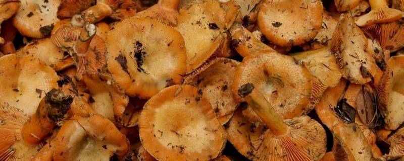 寒菌上的绿霉能吃吗-墨子百科 寒菌上的绿霉能吃吗