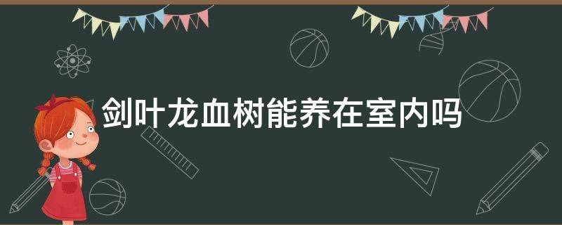 剑叶龙血树能养在室内吗