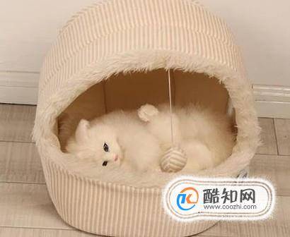 小猫老爱睡在床上怎么办