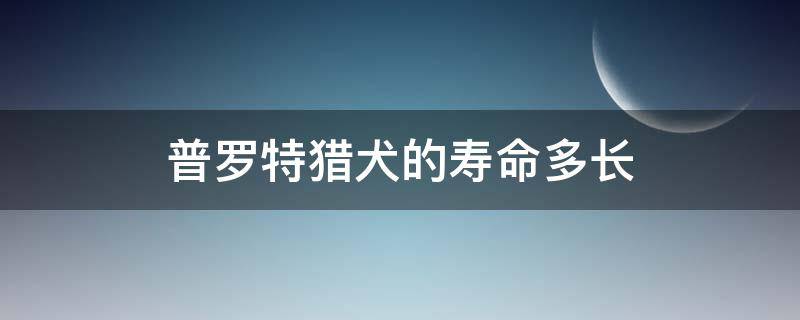 普罗特猎犬的寿命多长