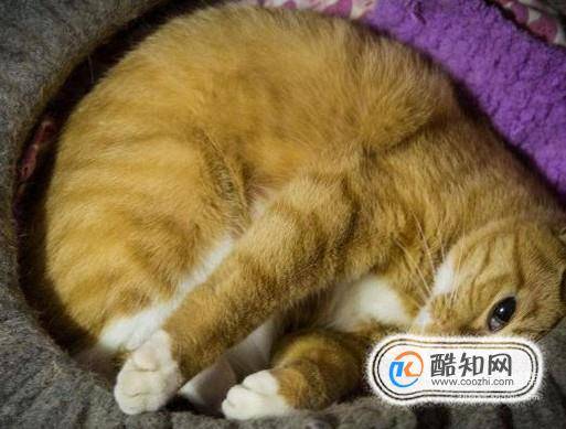 养猫需要注意哪些家里养猫需要注意什么