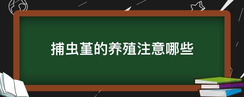 捕虫堇的养殖注意哪些