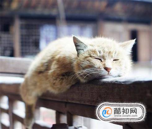 猫咪打喷嚏能自己好吗猫咪老是打喷嚏怎么办