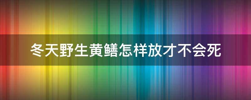 冬天野生黄鳝怎样放才不会死