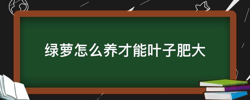 绿萝怎么养才能叶子肥大