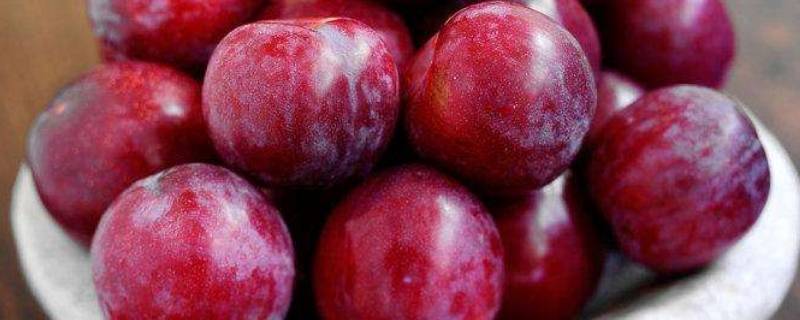 李子可以酿酒吗?-墨子百科 李子可以酿酒吗?