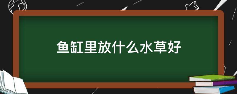 鱼缸里放什么水草好