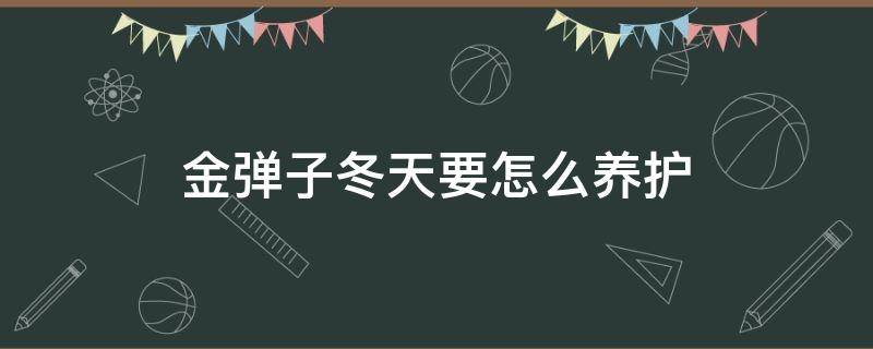 金弹子冬天要怎么养护