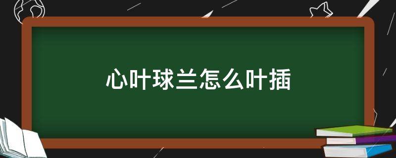 心叶球兰怎么叶插