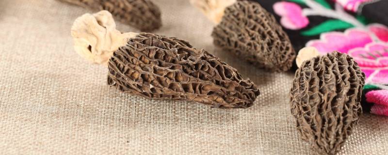 羊菌菇是什么-墨子百科 羊菌菇是什么