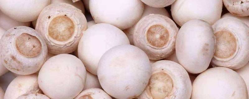 白蘑菇怎么炒-墨子百科 白蘑菇怎么炒