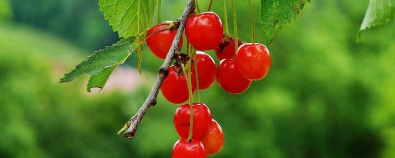 毛樱桃可以吃吗-墨子百科 毛樱桃可以吃吗
