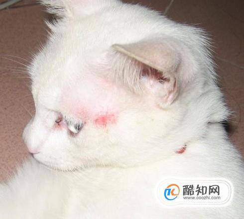 猫咪如何补钙猫咪缺钙怎么办