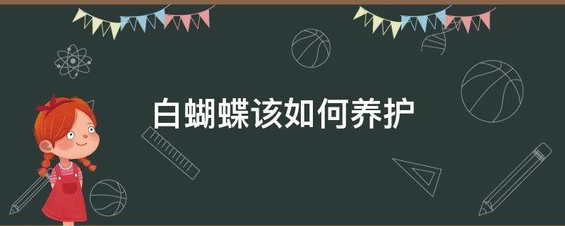 白蝴蝶该如何养护