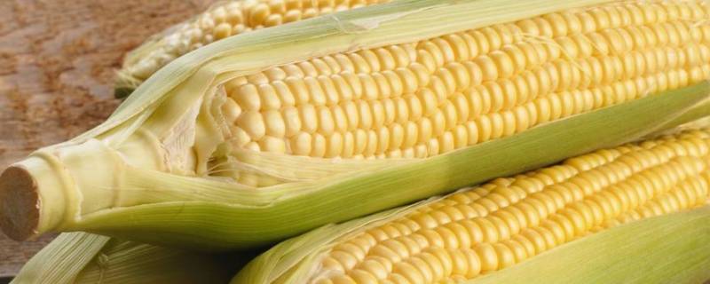 玉米煮多久就熟了-墨子百科 玉米煮多久就熟了