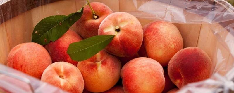 硬桃子和软桃子的区别-墨子百科 硬桃子和软桃子的区别