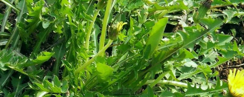 蒲公英炒菜做法-墨子百科 蒲公英炒菜做法