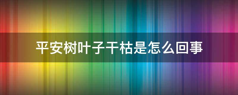 平安树叶子干枯是怎么回事