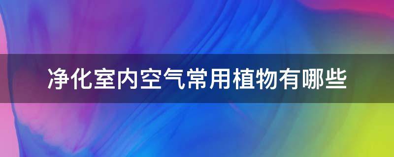 净化室内空气常用植物有哪些