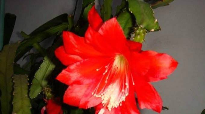 仙人剑花的养殖方法-墨子百科 仙人剑花的养殖方法