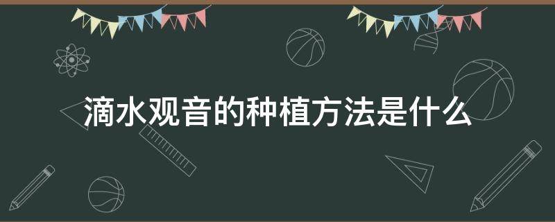 滴水观音的种植方法是什么