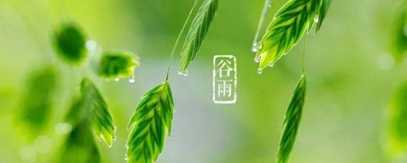 谷雨茶又被称为什么茶