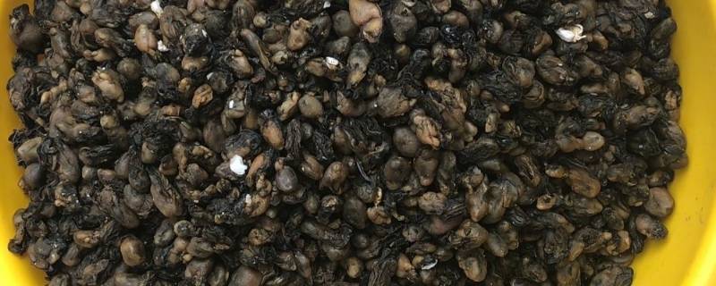 海蛎干怎么炒-墨子百科 海蛎干怎么炒