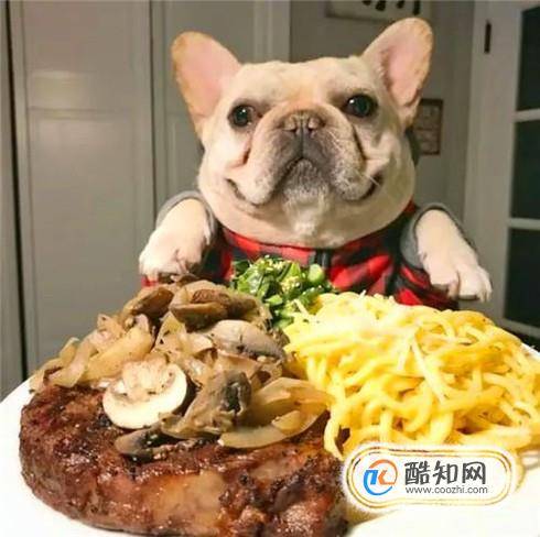 法斗犬挑食怎么办