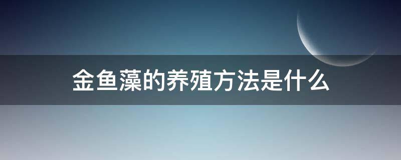 金鱼藻的养殖方法是什么