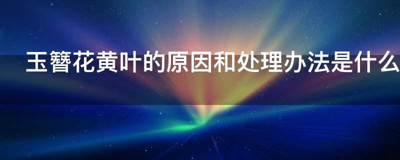 玉簪花黄叶的原因和处理办法是什么