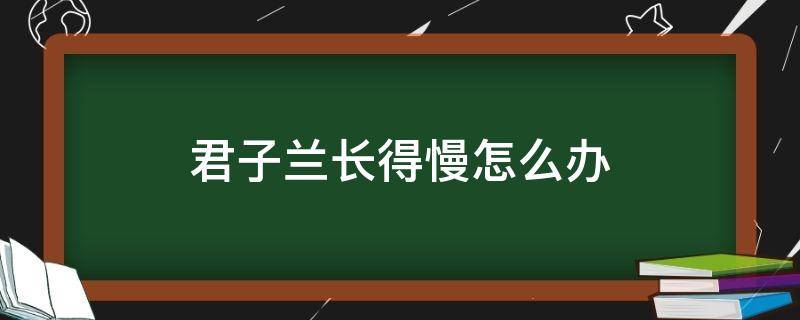 君子兰长得慢怎么办