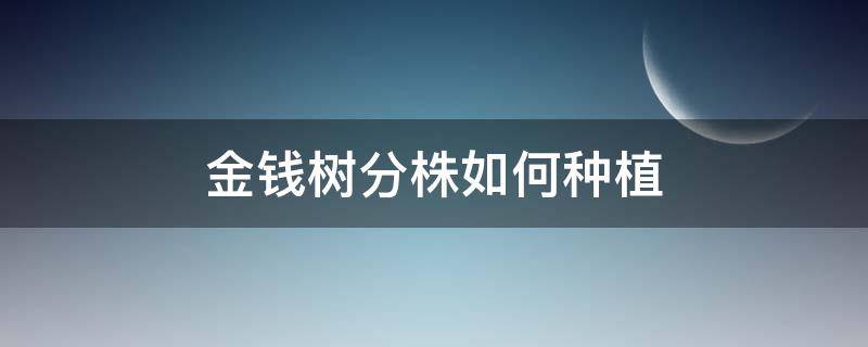 金钱树分株如何种植