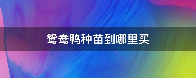 鸳鸯鸭种苗到哪里买