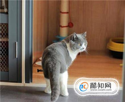 怎么养好一只猫