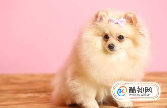 女生为什么不能养博美犬