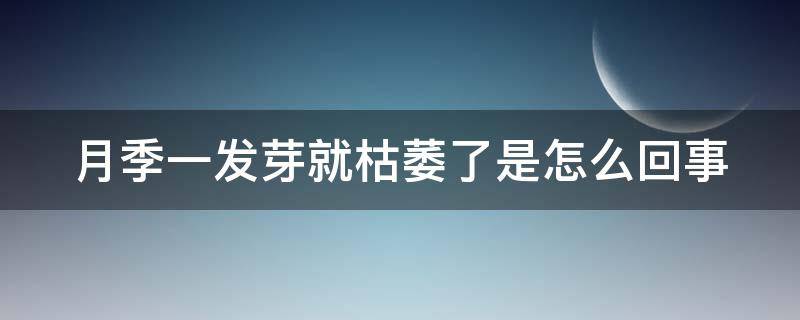 月季一发芽就枯萎了是怎么回事