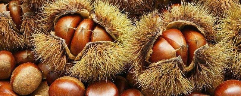 板栗的做法-墨子百科 板栗的做法