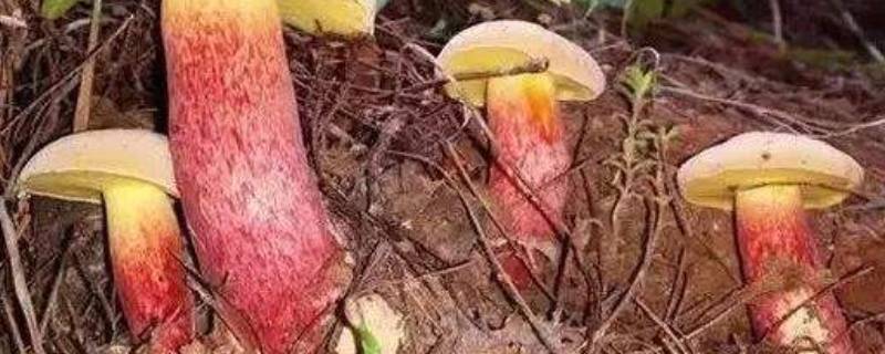 菌子怎么炒好吃-墨子百科 菌子怎么炒好吃