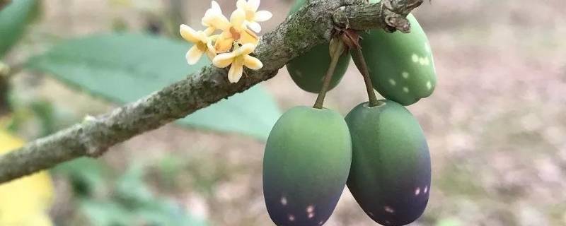 桂花果怎么食用